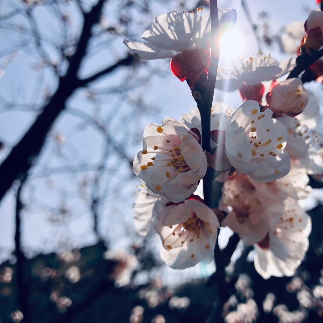 wiosna_herbalovo.webp