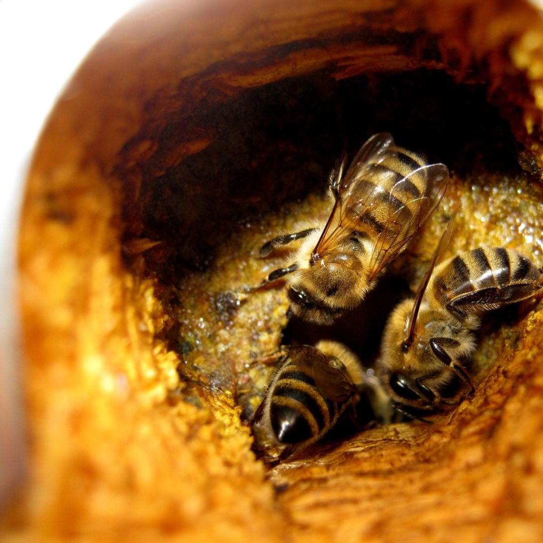 propolis_herbalovo